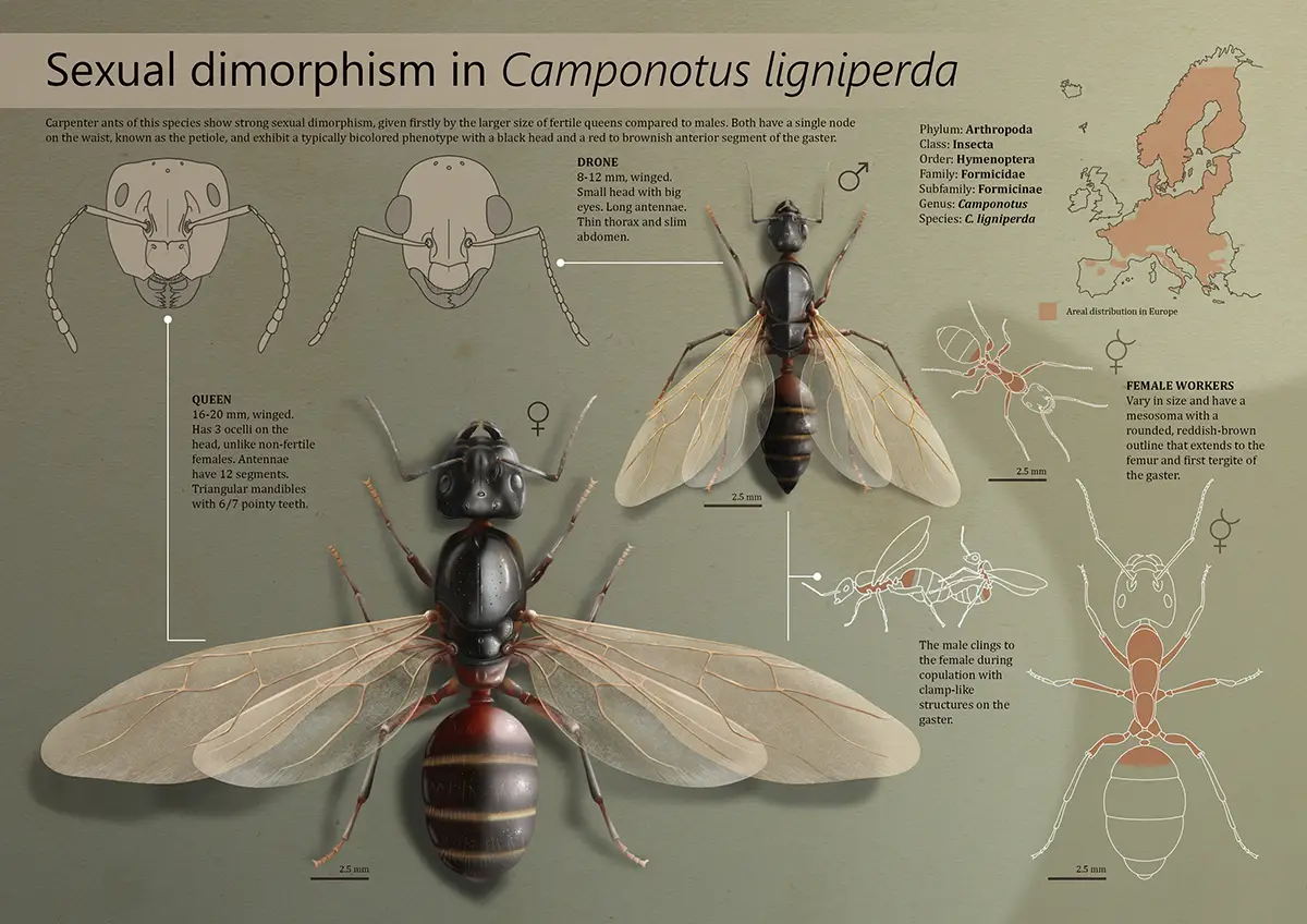 Ylenia Vimercati Molano Ylenia Vimercati Molano