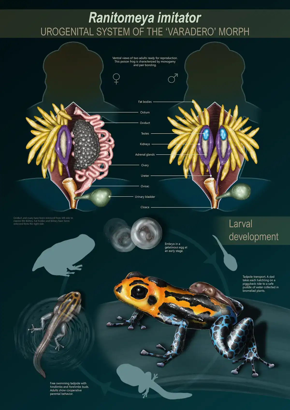 Ylenia Vimercati Molano Ylenia Vimercati Molano